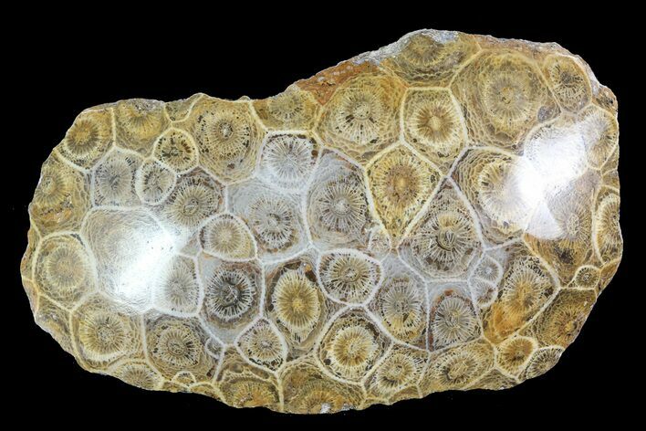 Polished Fossil Coral (Actinocyathus) - Morocco #85048